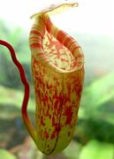 Nepenthes x 'Sanyo' 1